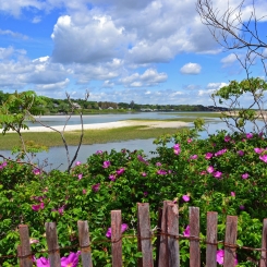 Trees with flowers near sandbar on ocean under blue sky with clouds in Ogunquit, ME