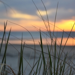 Reeds on dune in front of ocean at sunset on beach in Ogunquit, Me