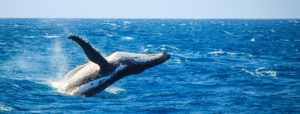 Black and white whale breaching blue ocean water splashing waves in Ogunquit, ME