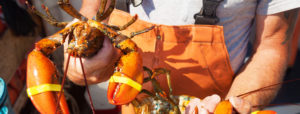 Fisherman wearing orange apron holding lobsters in Ogunquit, ME