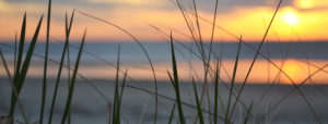 Dune reeds on beach at sunset under partly cloudy sky in Ogunquit, ME